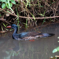 African Finfoot